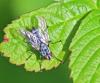 Macronychia striginervis